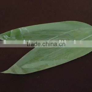 Fresh Bamboo Leaves thumbnail-1