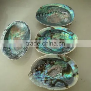 Green New Zealand Paua Abalone Shell Raw Material thumbnail-1