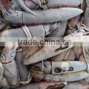 Frozen Squid and Todarodes Pacificus thumbnail-2