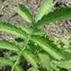 Agrimony Extract thumbnail-1