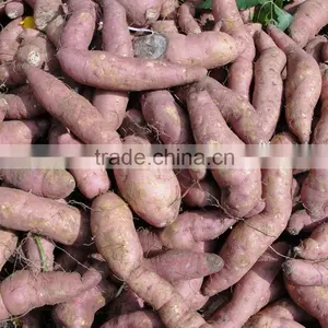 Frozen Sweet Purple Potato From Vietnam/ Purple Yam thumbnail-2