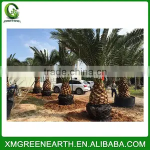 Phoenix Canariensis Palms Trunk 1m (1) thumbnail-1