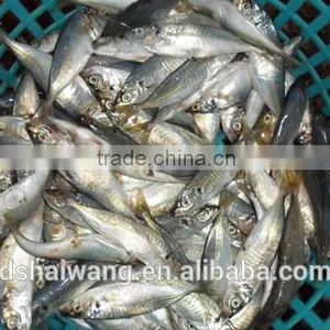 Landing Frozen Sardine Fish With Size 150 - 190 Pcs / 10 kg thumbnail-1