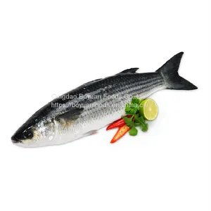 Pangasius thumbnail-1