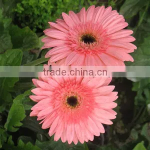 Chrysanthemum Preserved Fresh Cut Flowers For Wholesale thumbnail-3