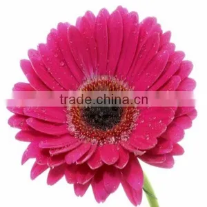 Chrysanthemum Flowers Exporters thumbnail-1