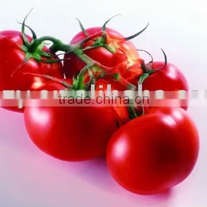 2011 Crop 28-30% Hot Break Tomato Puree thumbnail-1