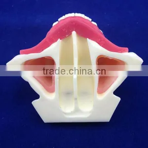 Medical Science Typhoon Dental Education Models thumbnail-1