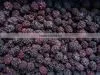 Iqf Frozen Blackberry thumbnail-1