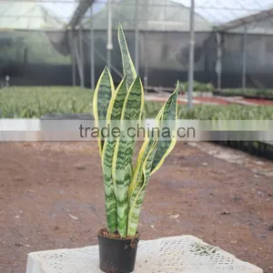 Place Your Plants at Home thumbnail-1