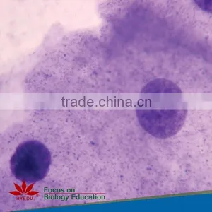 Mixed High Quality Beat Price Medical Histology Microscope Prepared Glass Slides thumbnail-5