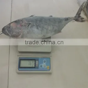 Fresh Sea Frozen Bonito Fish for Sale thumbnail-1