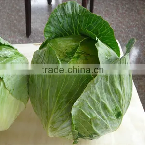 Beijing Cabbage/round Cabbage/flat Cabbage From Factory thumbnail-6