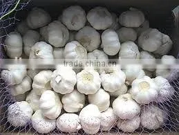 Fresh Pure White Garlic thumbnail-1