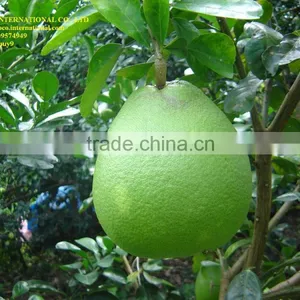 Green Skin Grapefruit Vietnam thumbnail-1