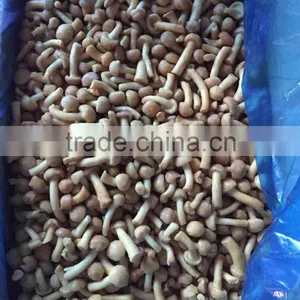 Hot Sale!! M Grade Frozen Nameko Mushroom thumbnail-1