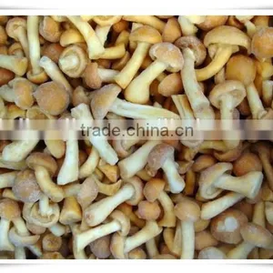 Health Product/nourishment Food /china Food Mushroom thumbnail-5