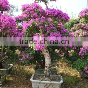 Bougainvillea thumbnail-1