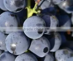 COGNAC WHITE OIL thumbnail-1