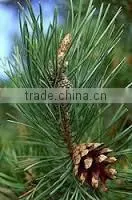 100% Original Quality Pine Sylvestris Oil thumbnail-6