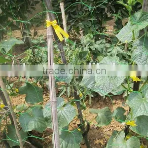 Olive Net & Fruit Nets, Plastic Orange Safety Net, Climbing Plant Support Net thumbnail-6