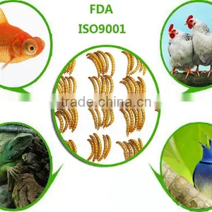 Animal Feed Manufacturers Dried Mealworms thumbnail-1