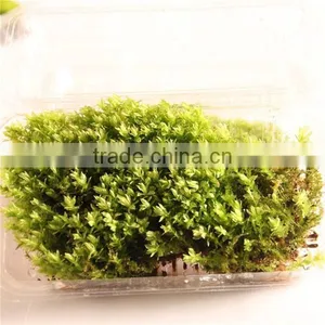 DIY Accessories Natural Moss Decorative Green Moss for Micro Landscape thumbnail-2