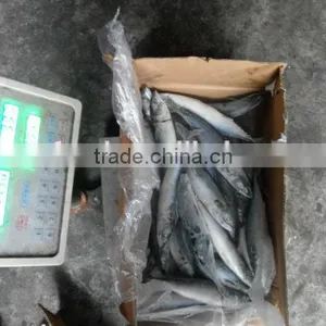 Ozen Mackerel Pike/saury(cololnbis Snira) in High Quality thumbnail-1