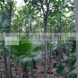Ficus Altissima Small Size Nursery thumbnail-1