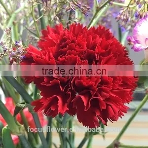 Good Petals Wholesale Carnation Heads All Occassions From Kunming thumbnail-1