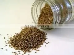 Ajowan Oil thumbnail-4