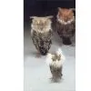 Sell Feather Bird thumbnail-1