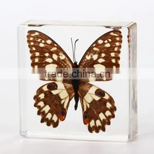 2016 New Style Wholesale Paperweight With Real Butterfly thumbnail-4