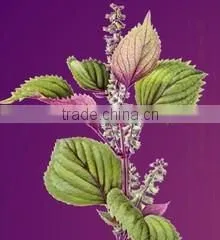 Wendeng Jingang Foods Co., Ltd. company overview - view 3 thumbnail