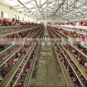 Steel Structure Chicken Poultry House thumbnail-1