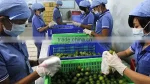 Vietnnam's Supply Bulk Fresh Lime thumbnail-1