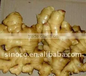 Shandong Fresh Ginger (150g) thumbnail-1