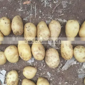 Yellow Potato thumbnail-5