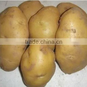 Fresh Holland Potatoes in 10kgs/ctn thumbnail-1