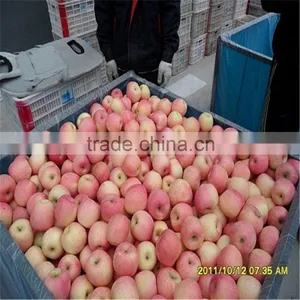 Best Price Fresh Thin Peel Fuji Apple thumbnail-1
