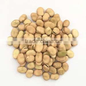 Hot Sale Big Size Broad Beans for Hot Sale With Free Sample for You thumbnail-1