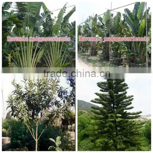 for Outdoor Landscaping Ornamental Bonsai Plants thumbnail-2