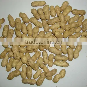 Raw Peanut in Shell thumbnail-1