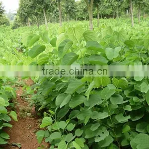 Bauhinia Variegata thumbnail-5