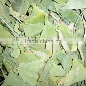 Ginkgo Leaves thumbnail-1