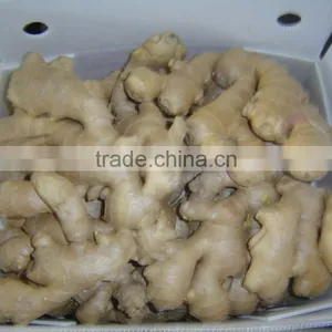 Air Dried Ginger thumbnail-3