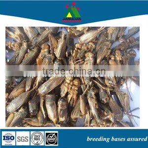 Eco Egg Insects Food thumbnail-1