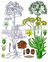 NATURAL ASAFETIDA OIL thumbnail-4