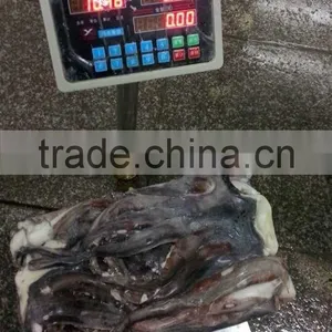 Frozen Raw Giant Squid Tentacle thumbnail-1