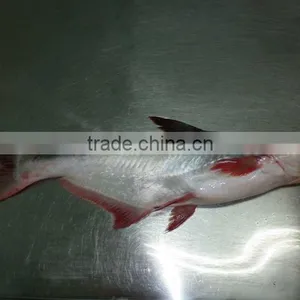 Pangasius HGT thumbnail-1